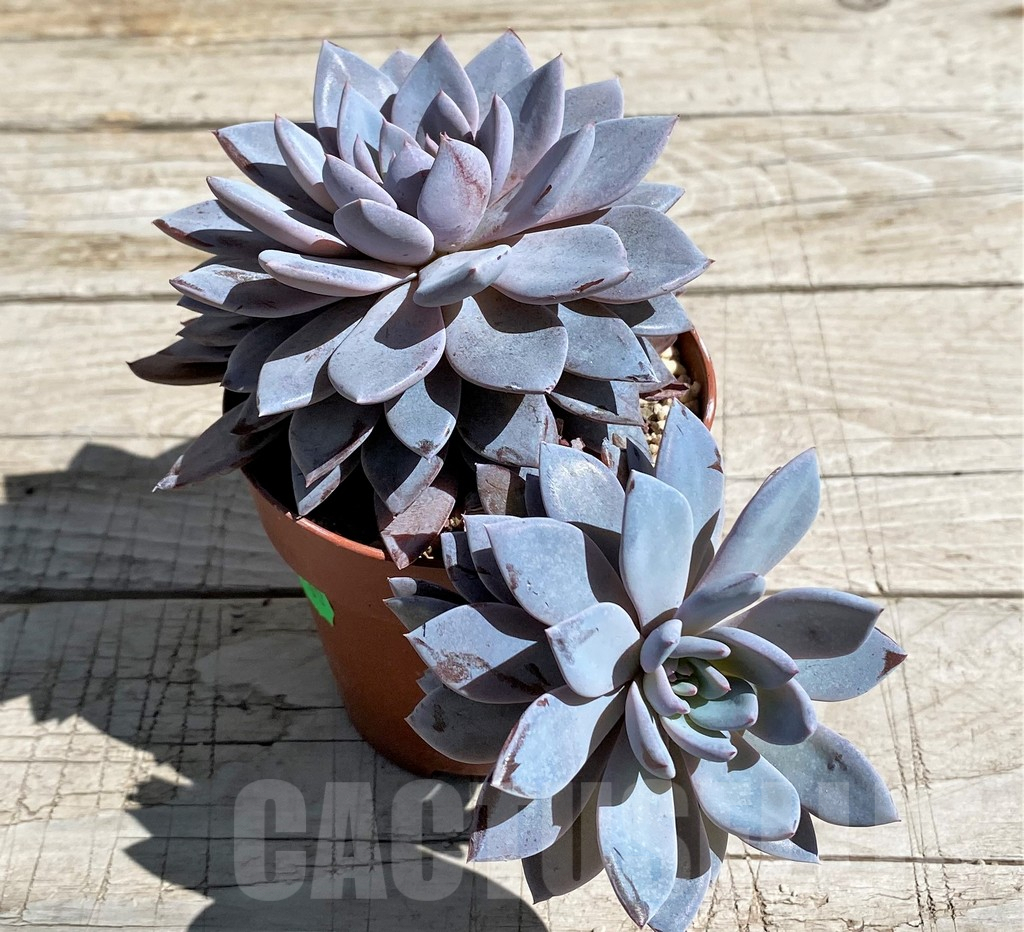SHND7468 Graptoveria ‘Lulu’ - Image 2