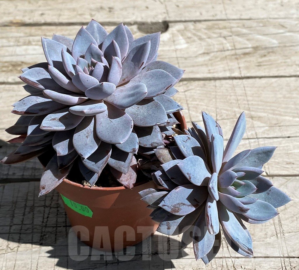 SHND7468 Graptoveria ‘Lulu’