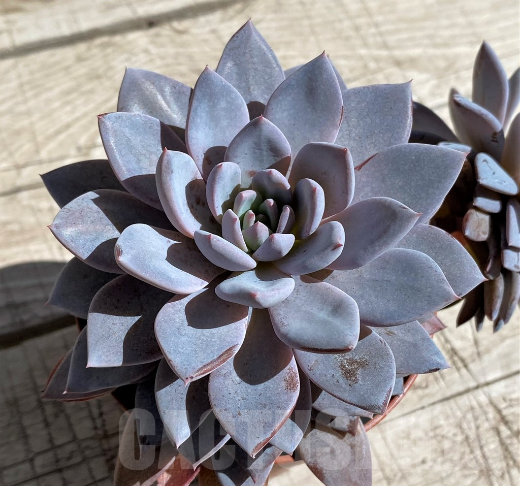 SHND7468 Graptoveria ‘Lulu’ - Image 3