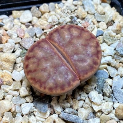 SH7561 Lithops bromfieldii v. bromfieldii C040