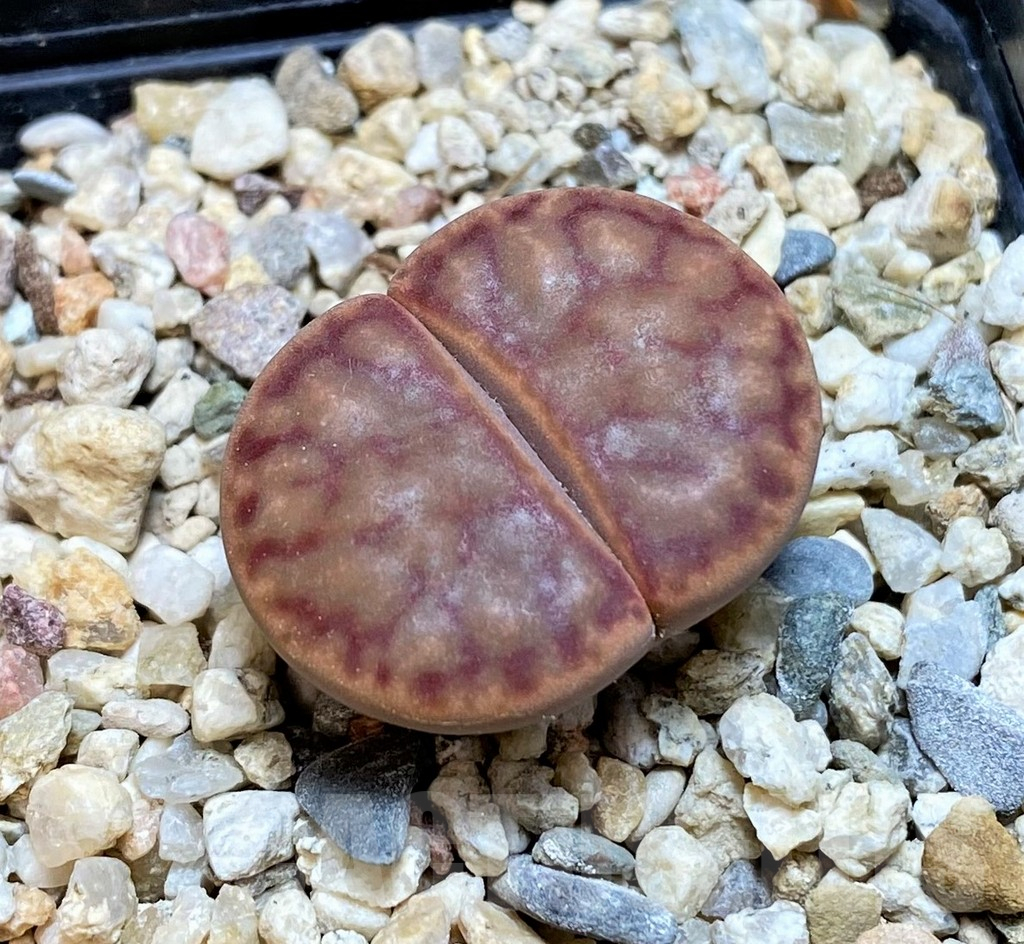 SH7561 Lithops bromfieldii v. bromfieldii C040