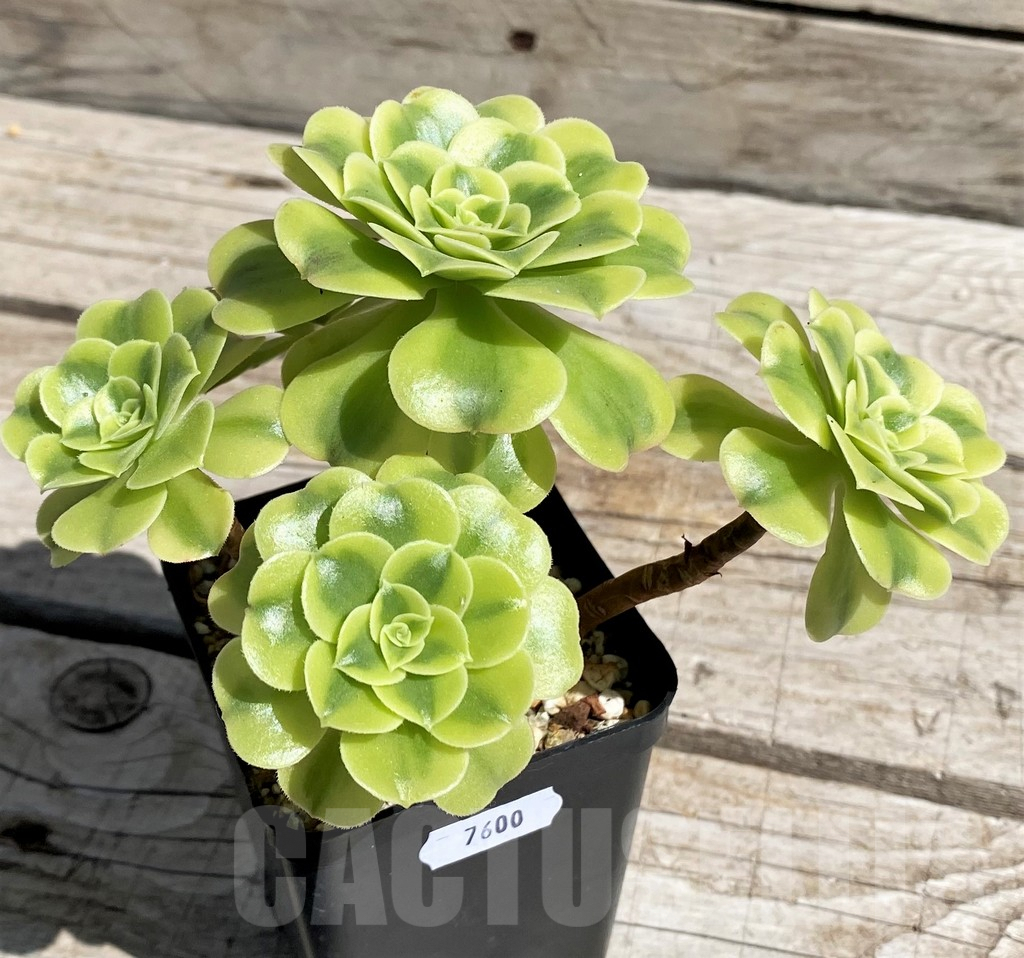 SH7600 Aeonium ‘Golden Jade’ - Image 2