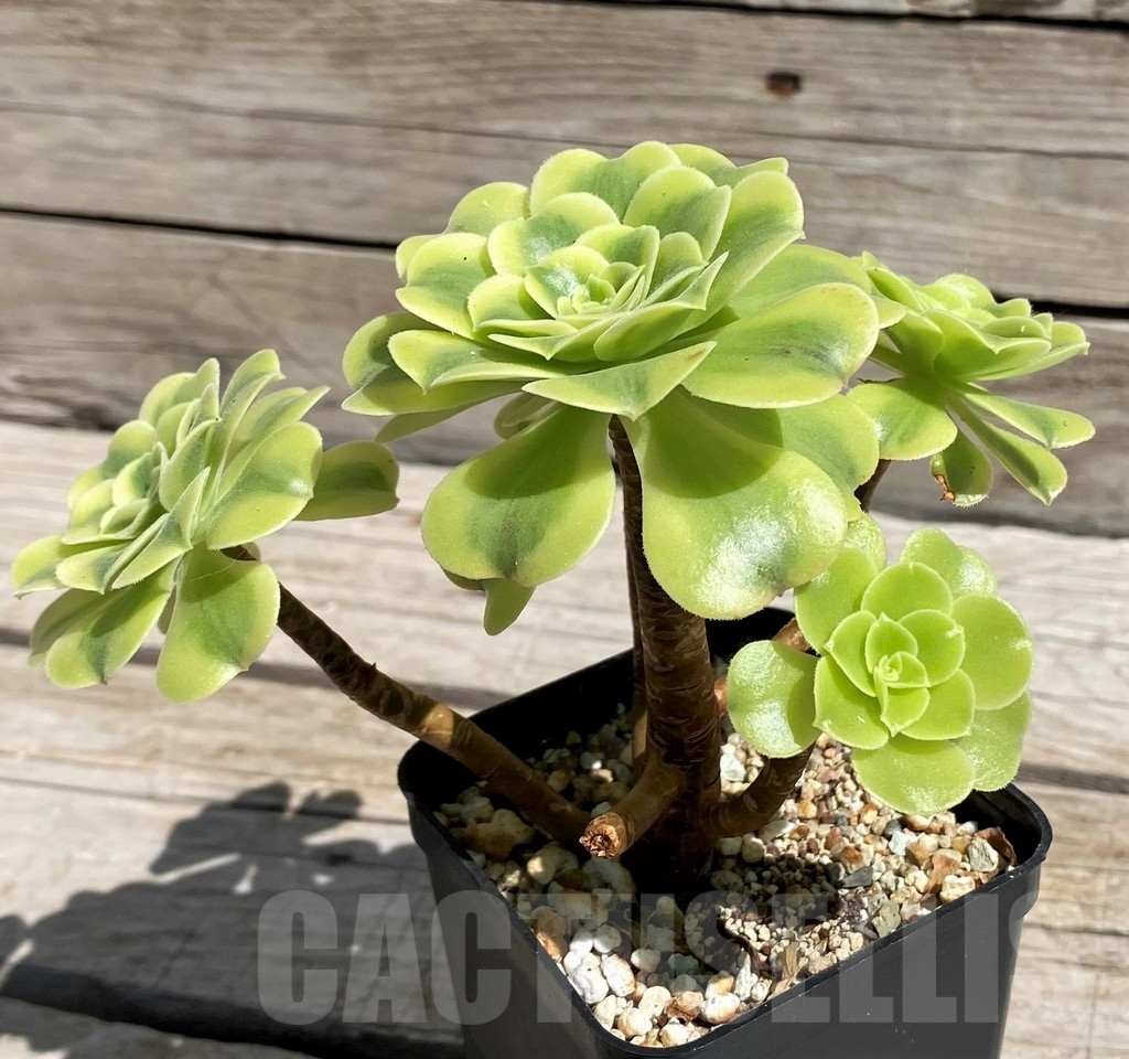 SH7600 Aeonium ‘Golden Jade’ - Image 3