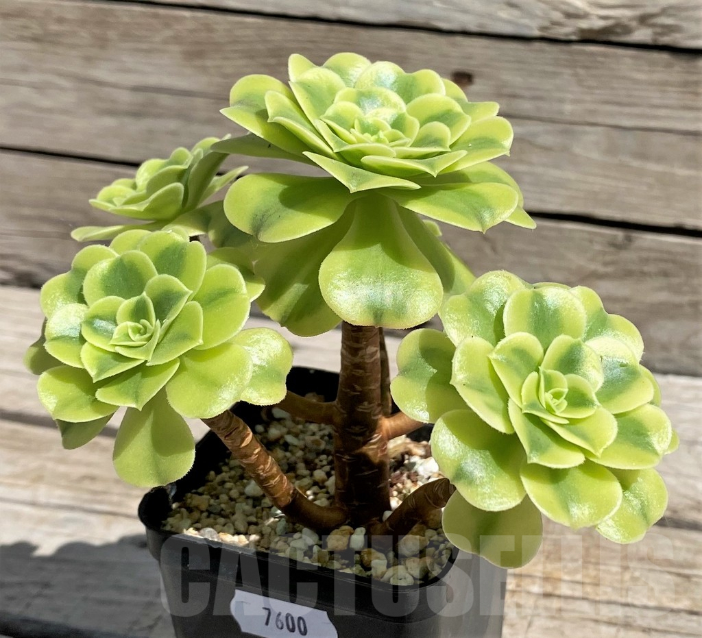 SH7600 Aeonium ‘Golden Jade’