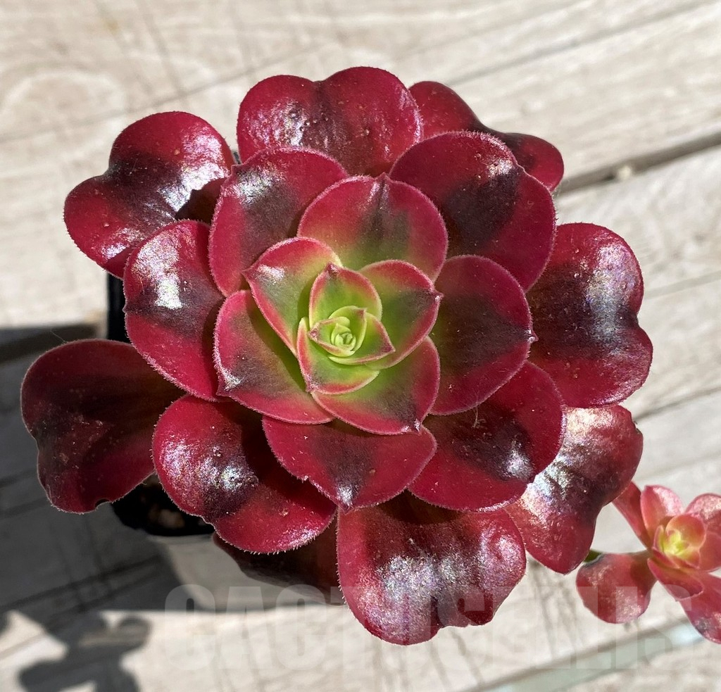 SH7601 Aeonium 'Red Witch'