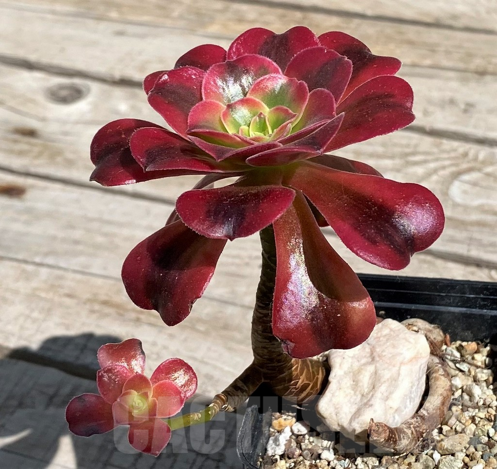 SH7601 Aeonium 'Red Witch' - Image 2