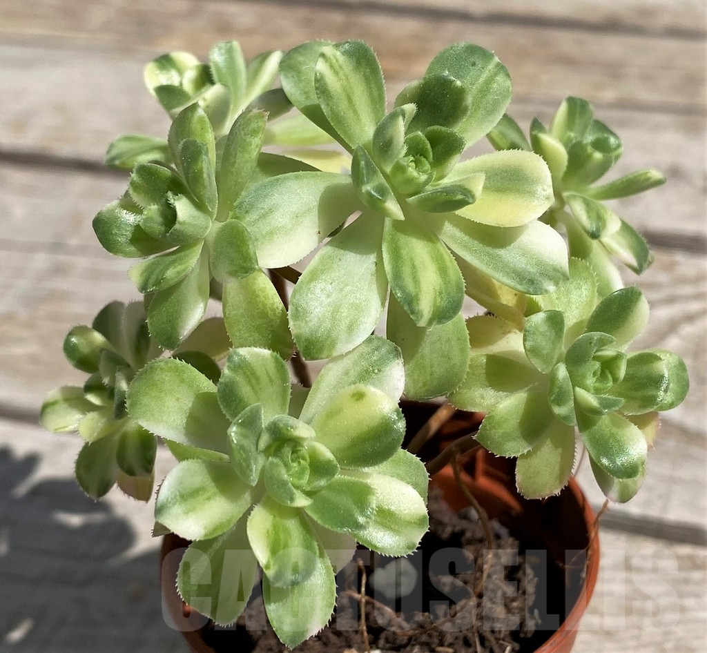 SH7602 Aeonium f. variegata