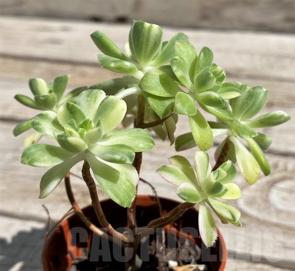 SH7602 Aeonium f. variegata - Image 2