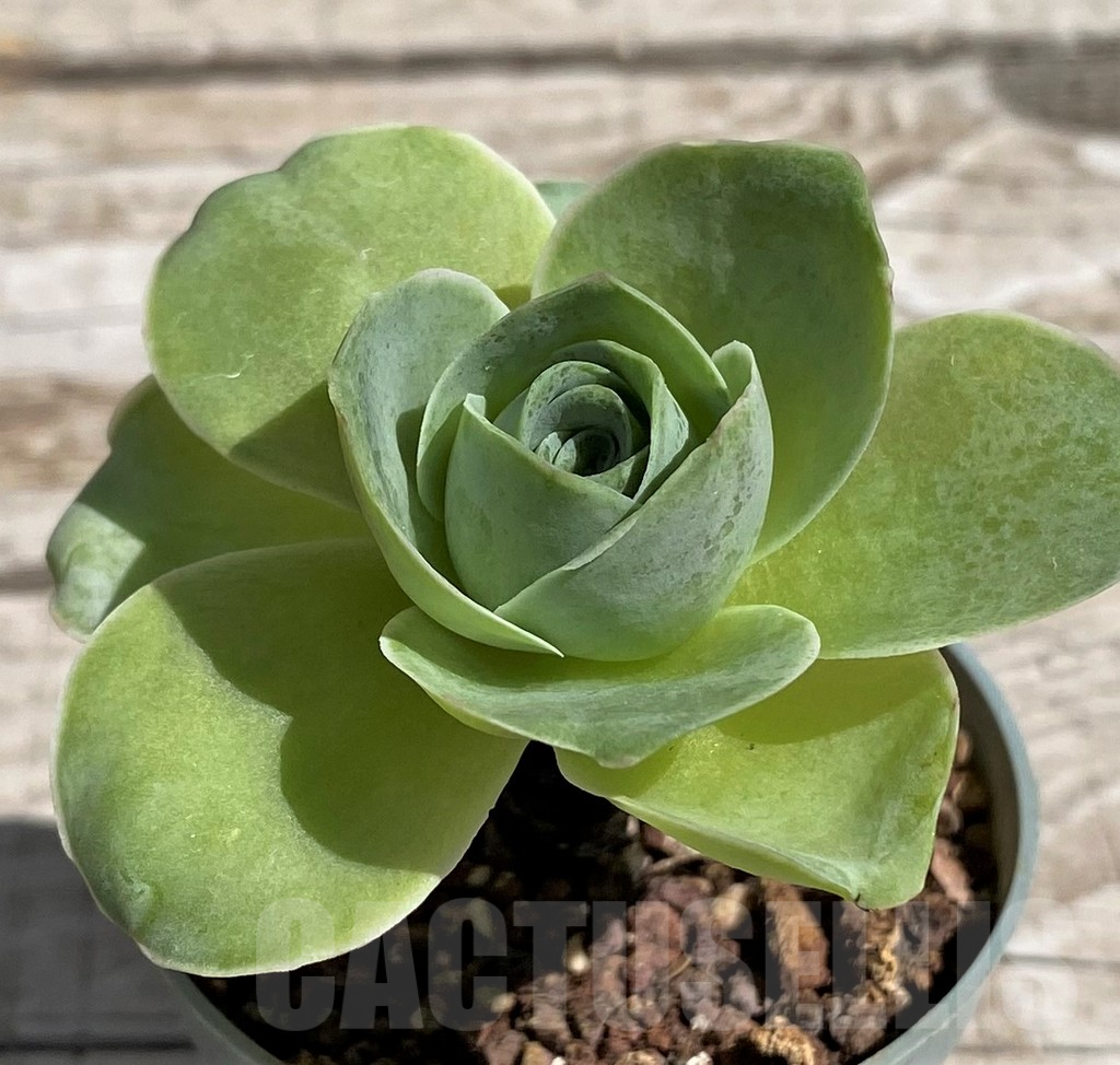 SH7610 Greenovia sp.