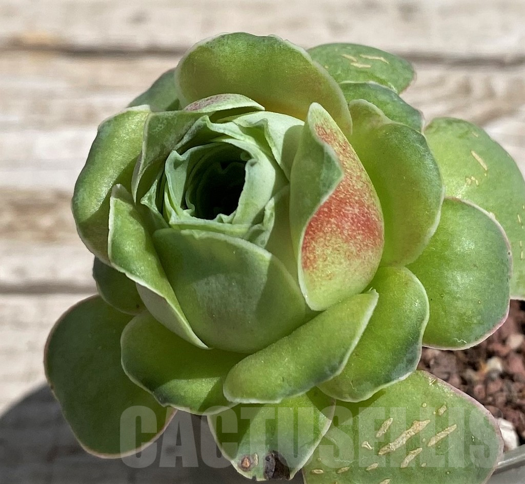 SH7611 Greenovia sp.