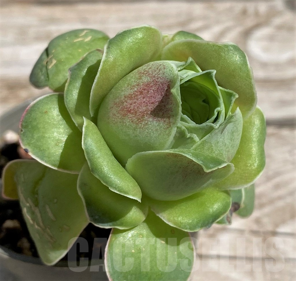 SH7611 Greenovia sp. - Image 2