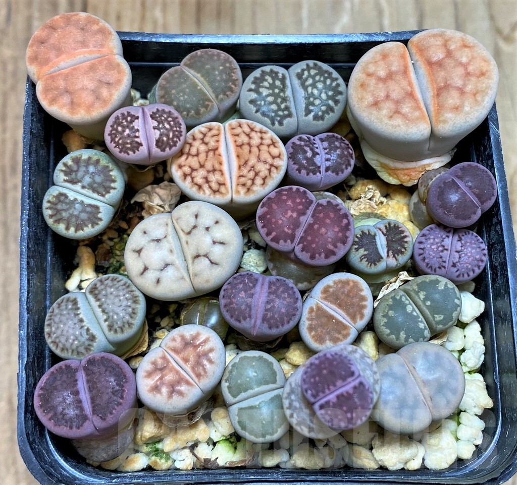 SH7557 Lithops mix
