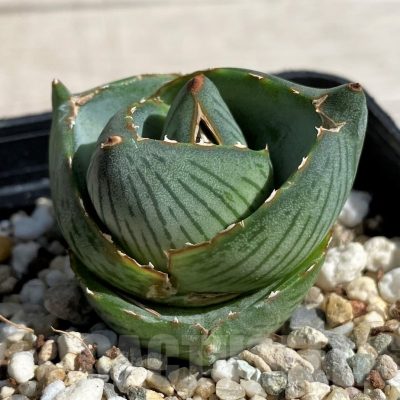 SH7567 Agave pumila