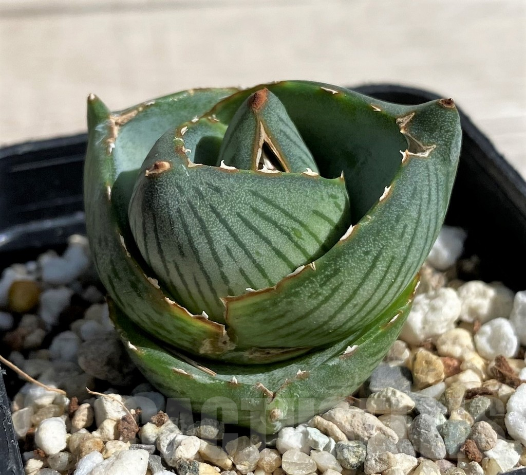 SH7567 Agave pumila