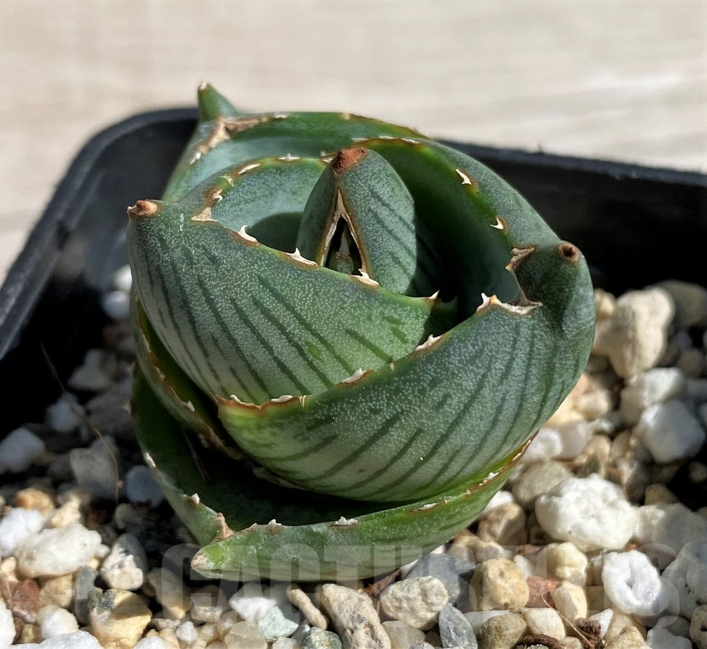 SH7567 Agave pumila - Image 2