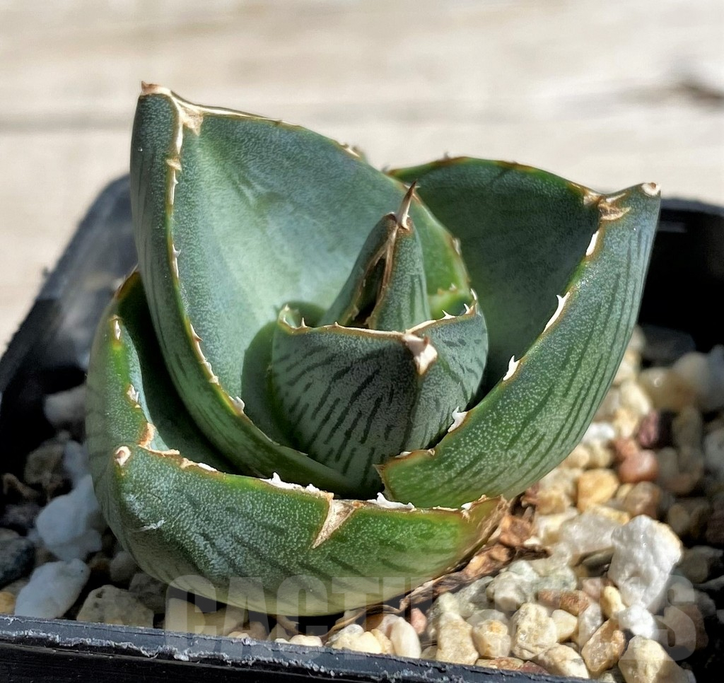 SH7568 Agave pumila - Image 2