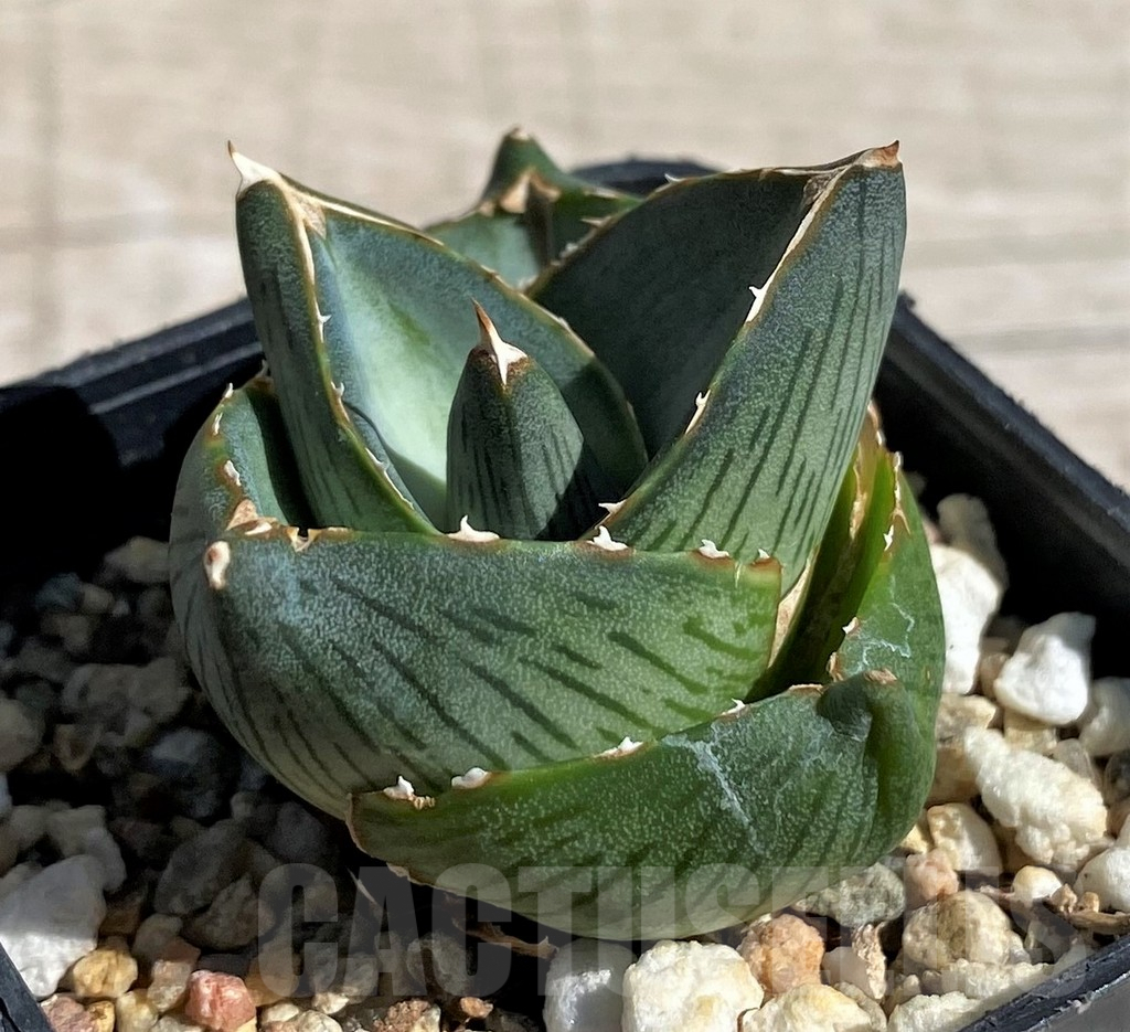 SH7568 Agave pumila