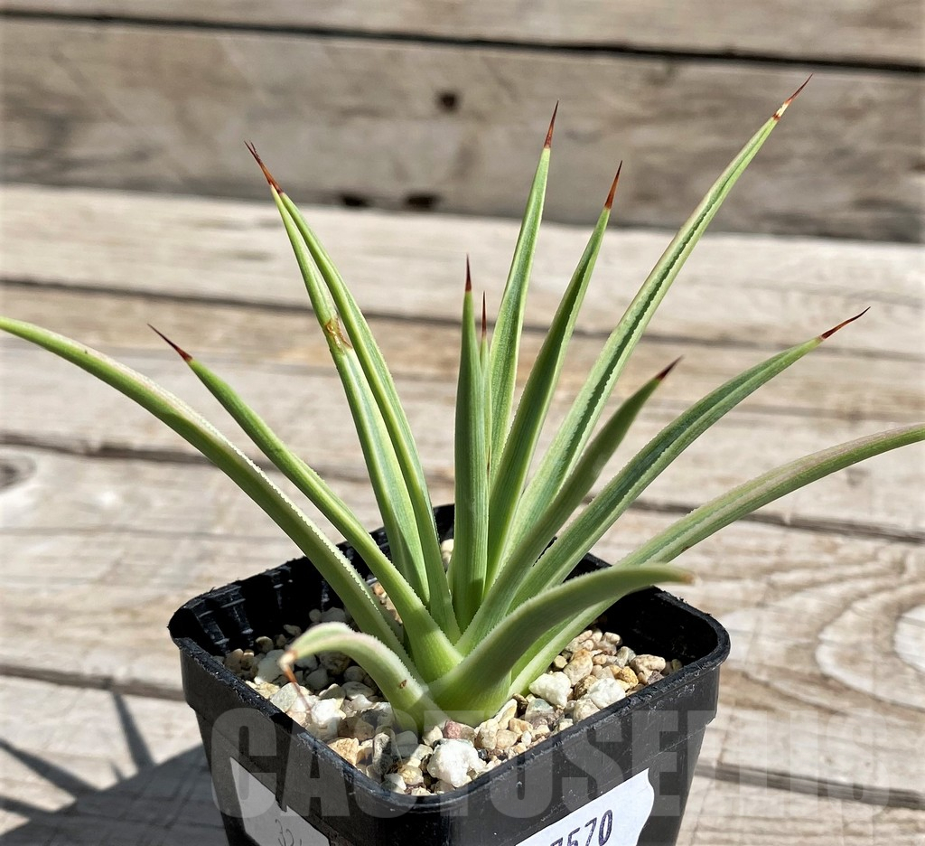 SH7570 Agave stricta 'Nana' f. variegata - Image 2