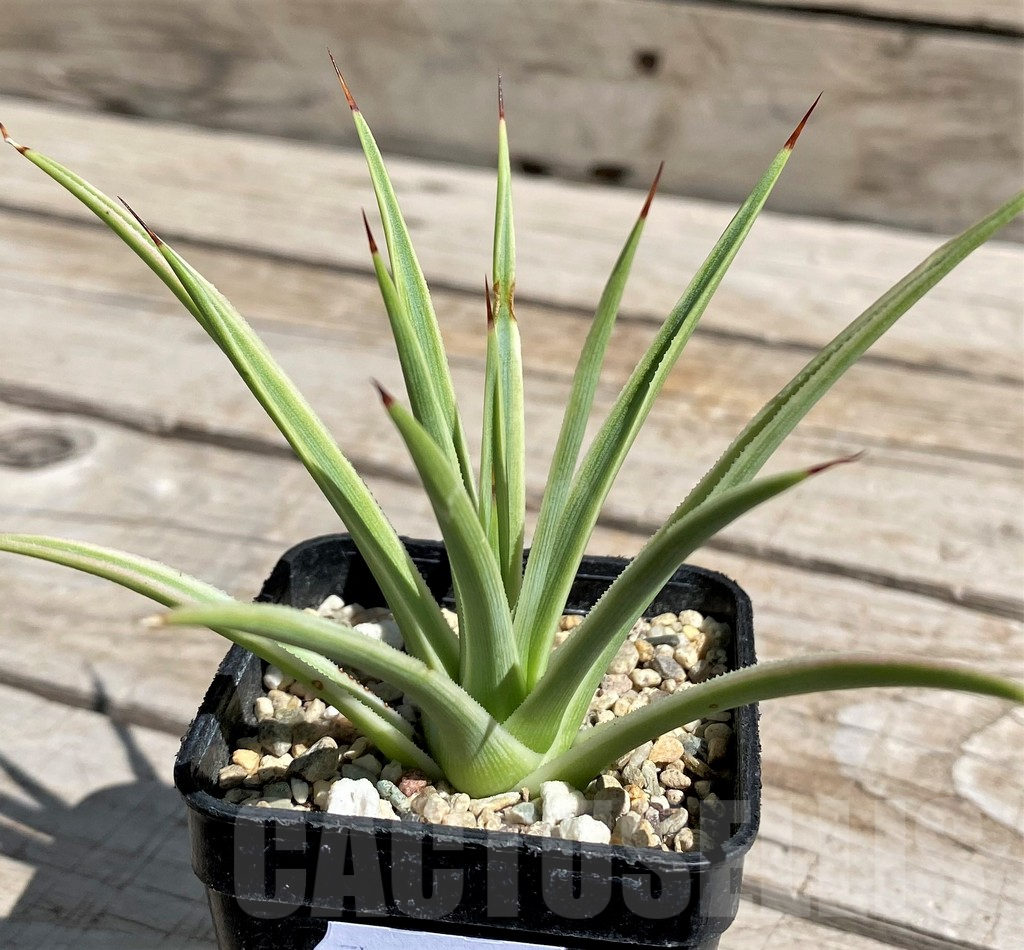 SH7570 Agave stricta 'Nana' f. variegata