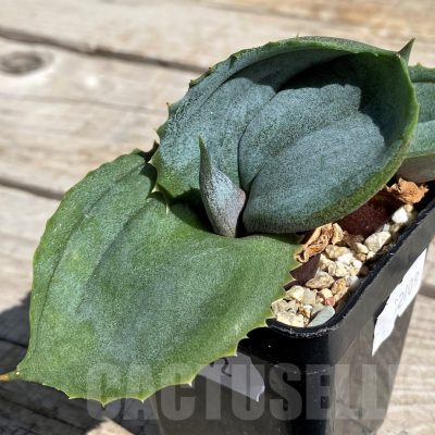 SH7572 Agave marmorata 'Papilio Platanoides'