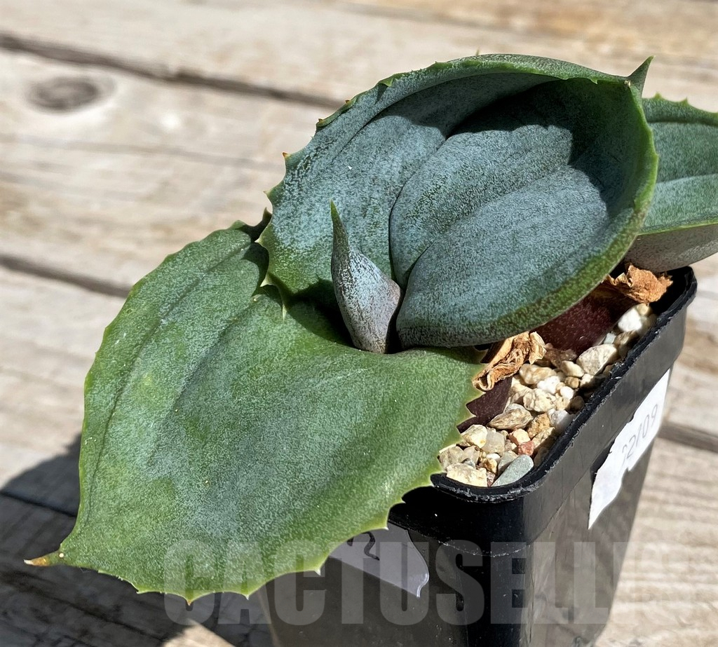SH7572 Agave marmorata 'Papilio Platanoides'