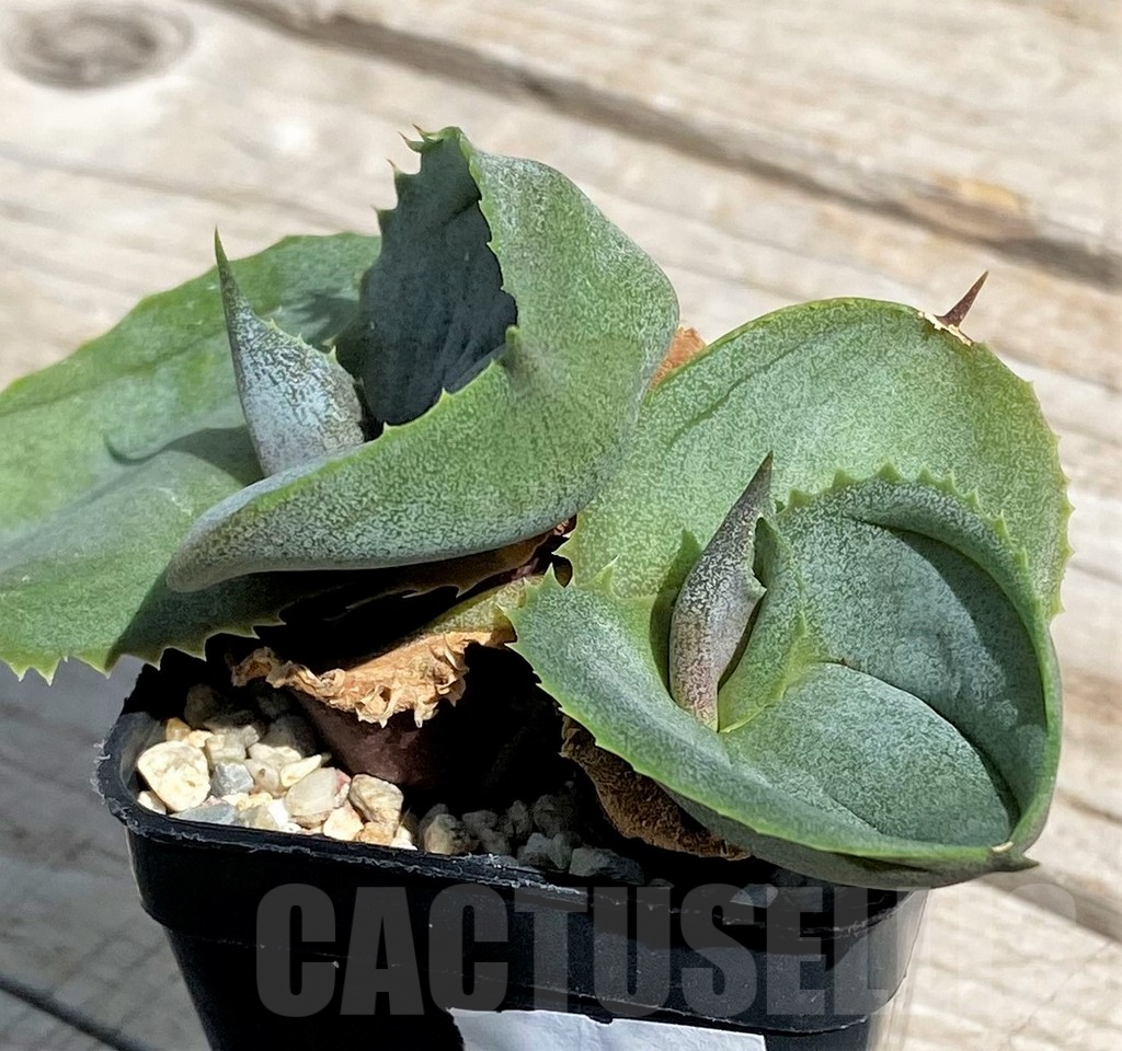 SH7572 Agave marmorata 'Papilio Platanoides' - Image 2