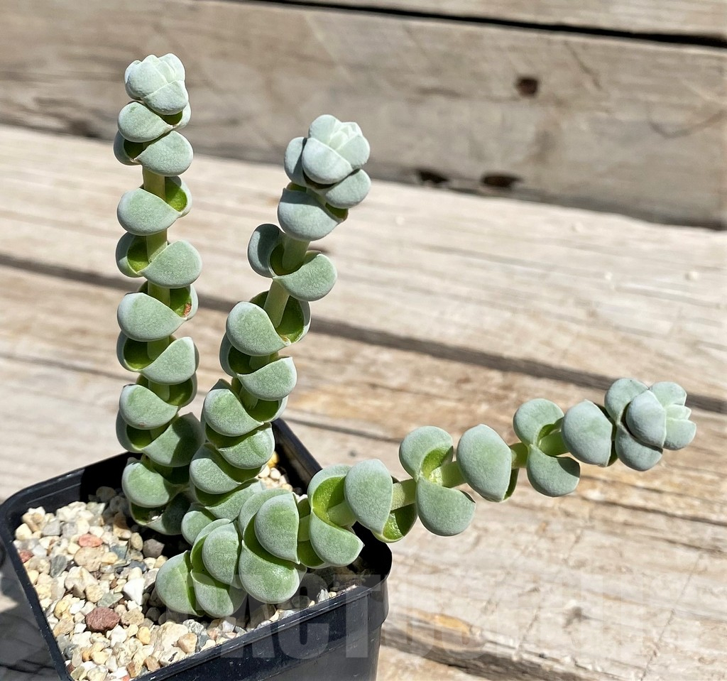 SHND7580 Crassula plegmatoides
