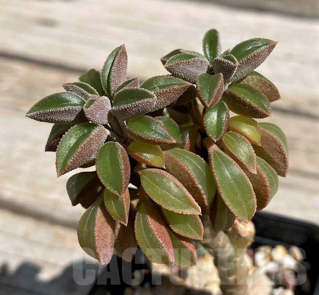 SH7585 Peperomia asperula