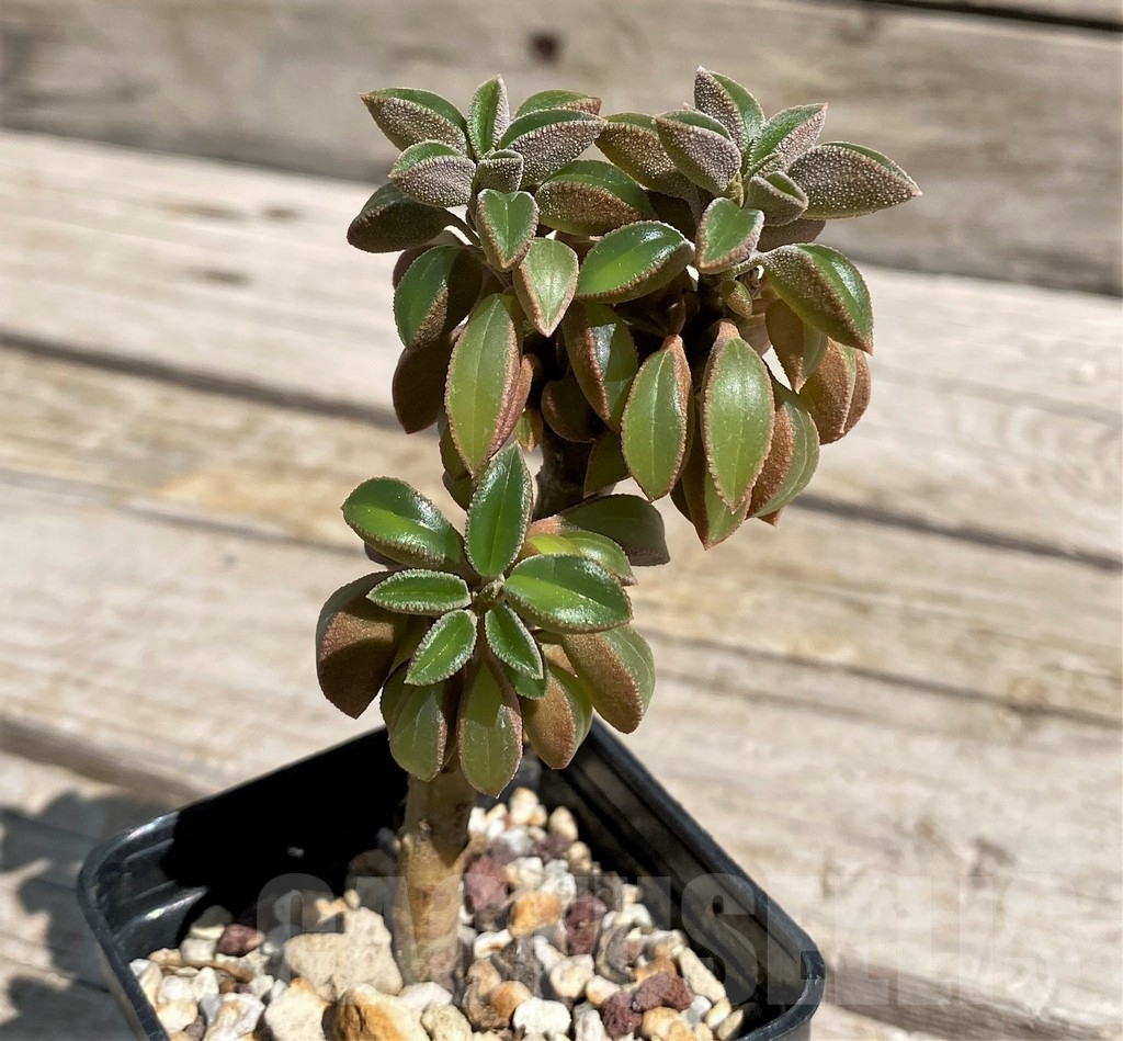 SH7585 Peperomia asperula - Image 2