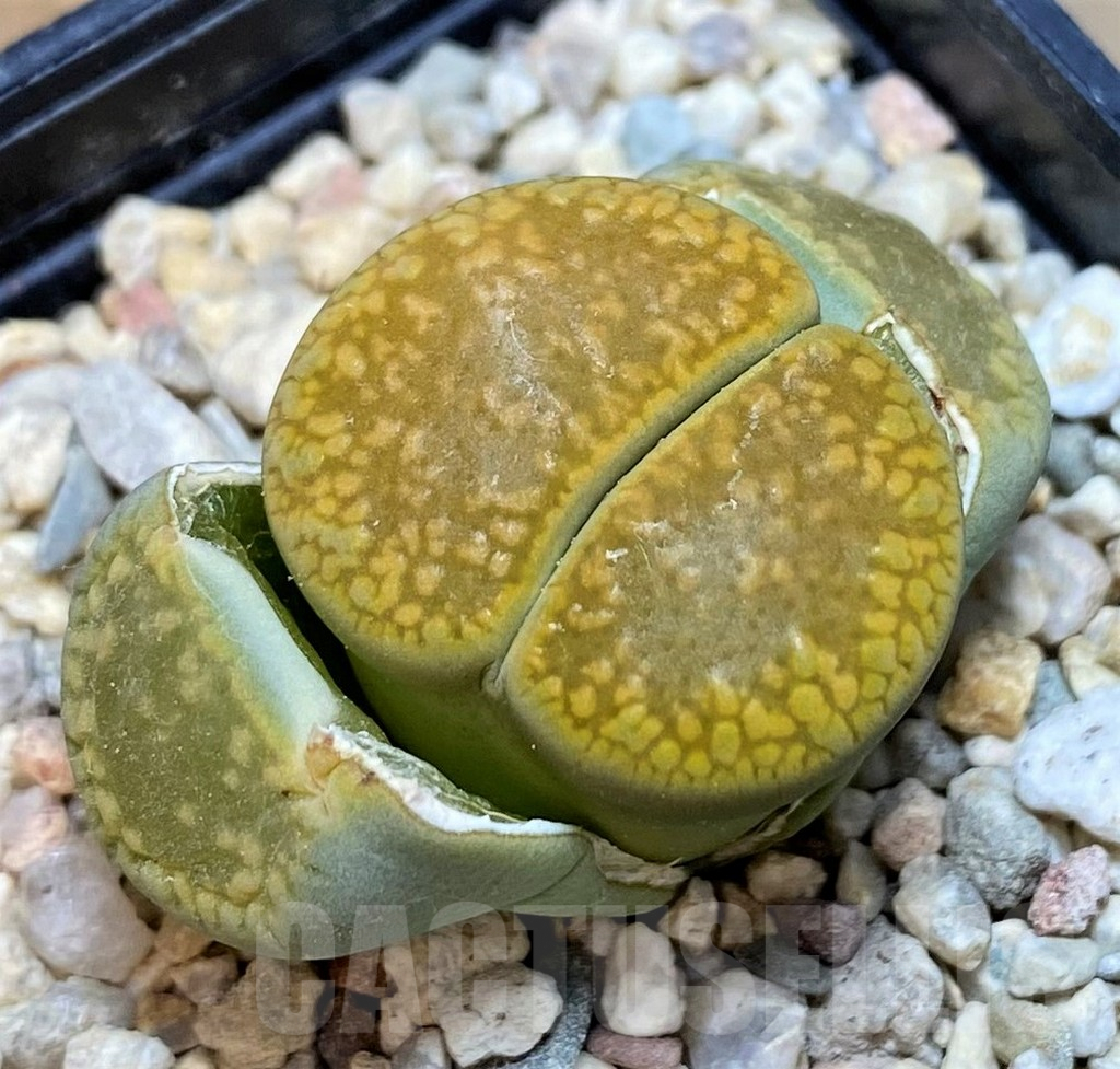 SH7560 Lithops aucampiae 'Jackson's Jade'