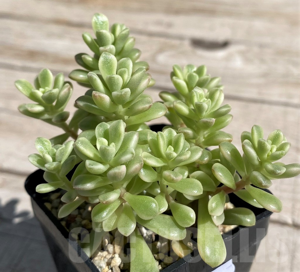 SHND7586 Sedum ‘Joyce Tulloch’ f. variegata - Image 2