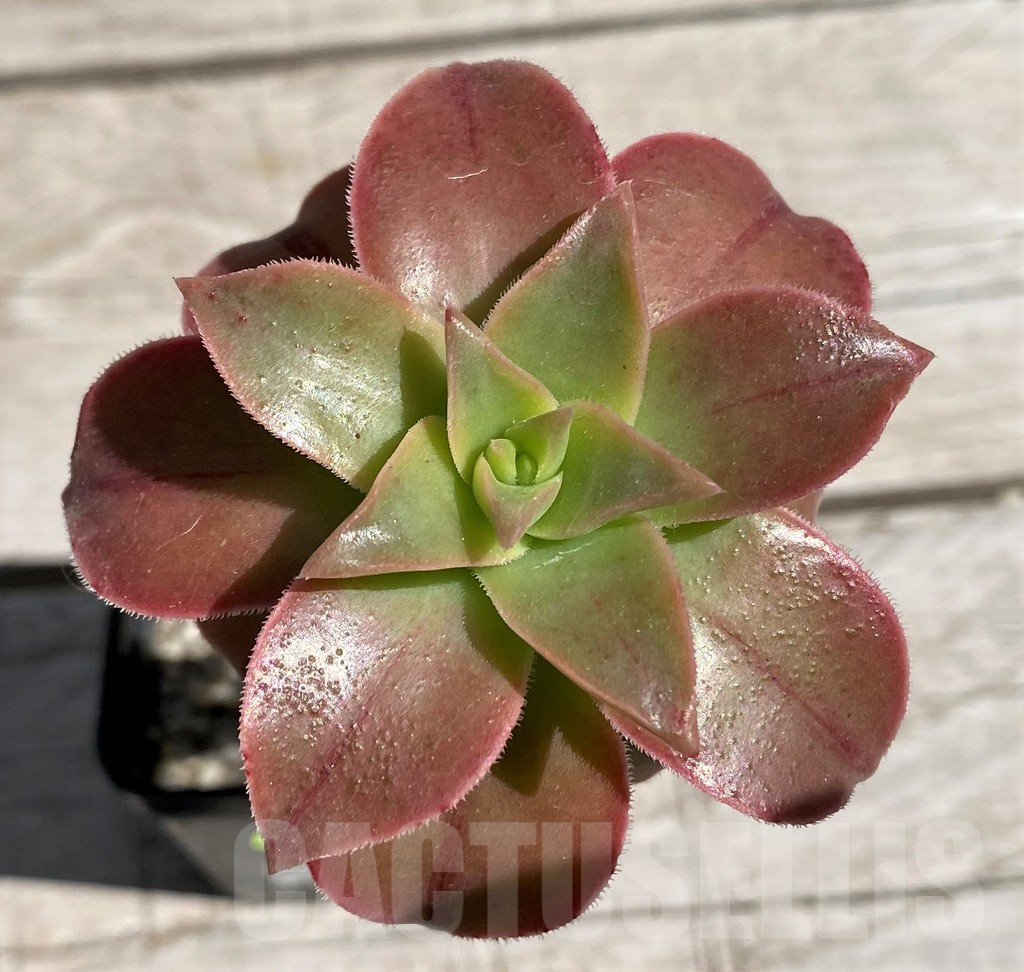 SH7587 Aeonium leucoblepharum
