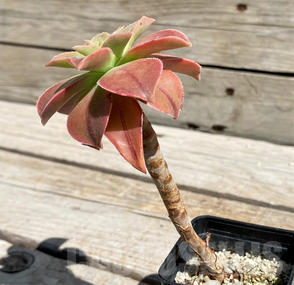 SH7587 Aeonium leucoblepharum - Image 2