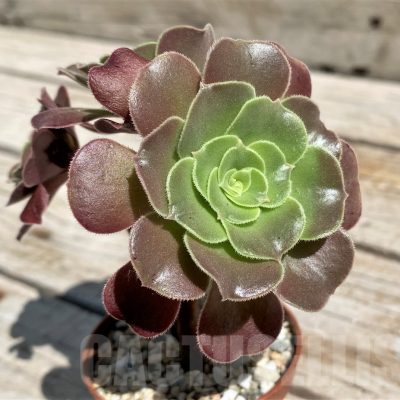 SH7591 Aeonium hybrid