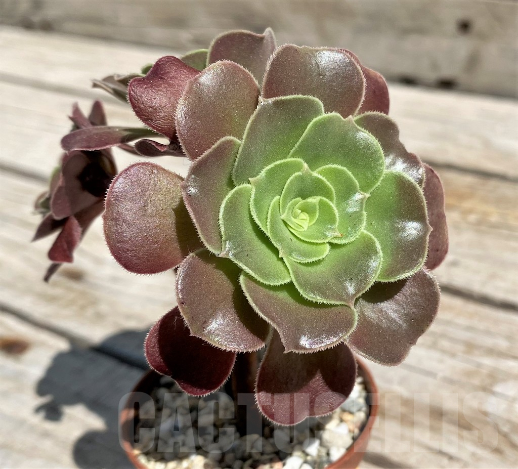 SH7591 Aeonium hybrid