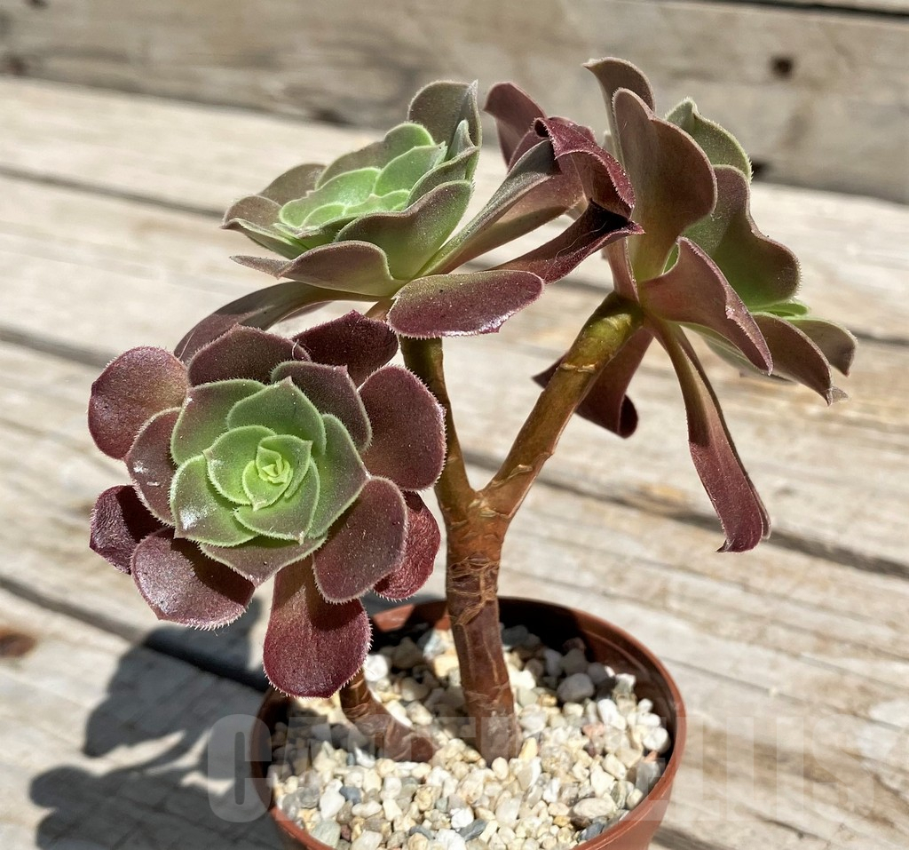 SH7591 Aeonium hybrid - Image 2