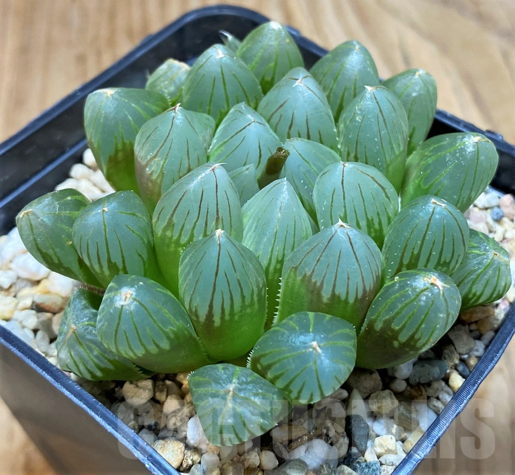 SH7710 Haworthia 'Black Skin'