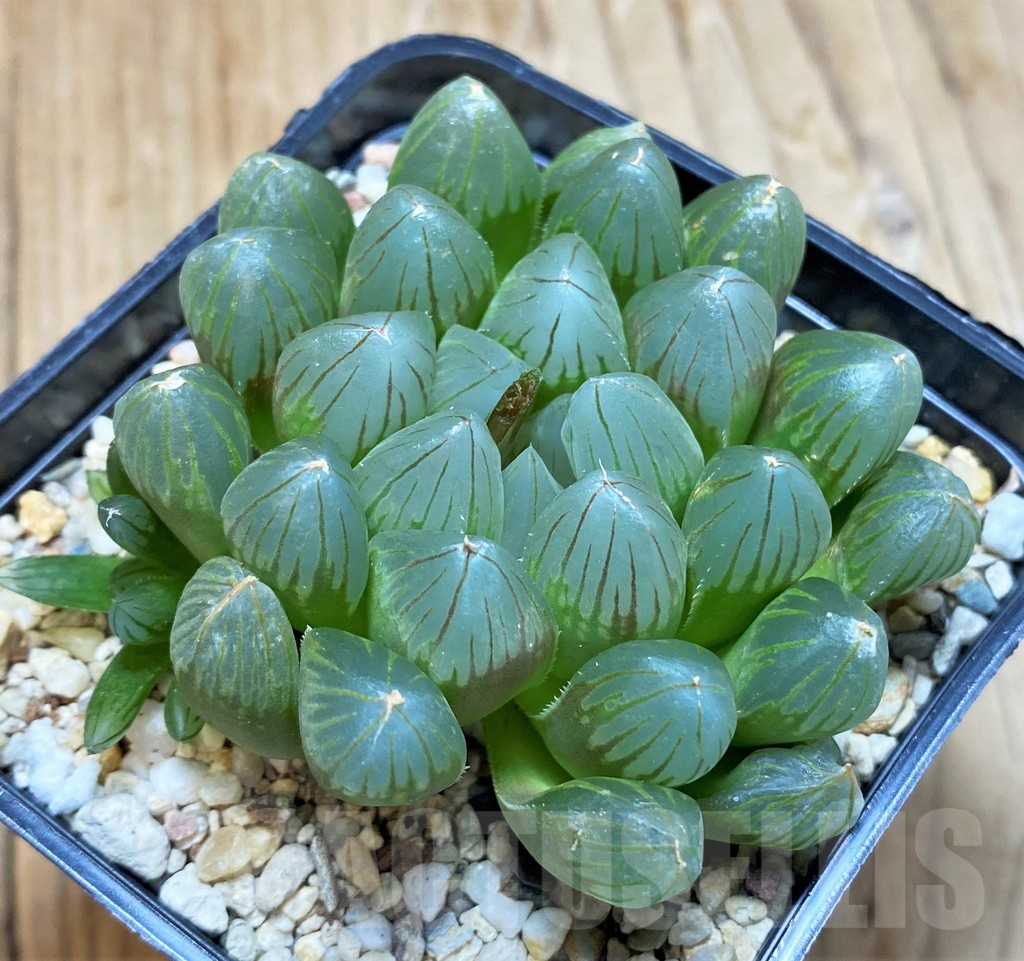 SH7710 Haworthia 'Black Skin' - Image 2