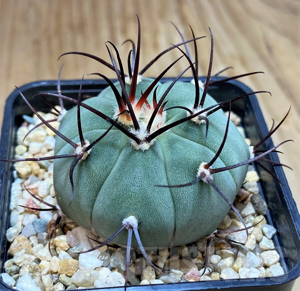 SH7712 Gymnocalycium cabreraense - Image 2