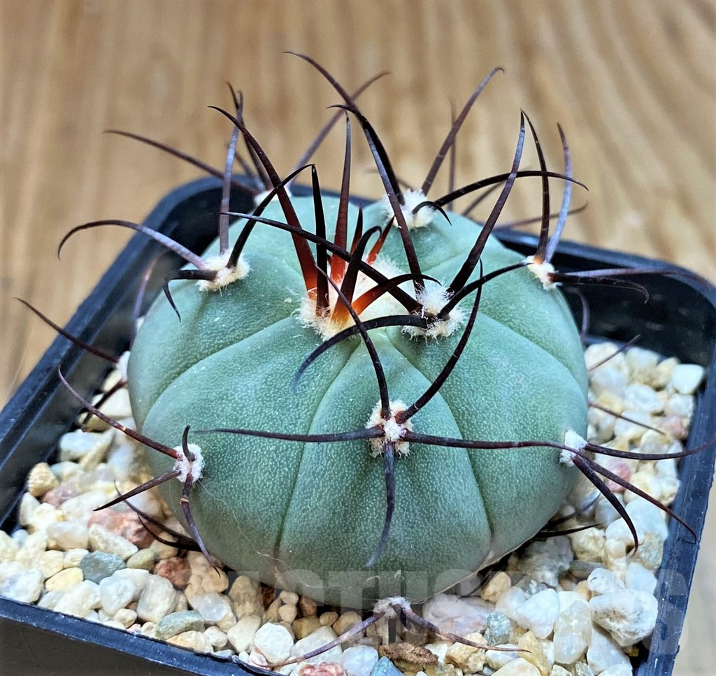 SH7712 Gymnocalycium cabreraense