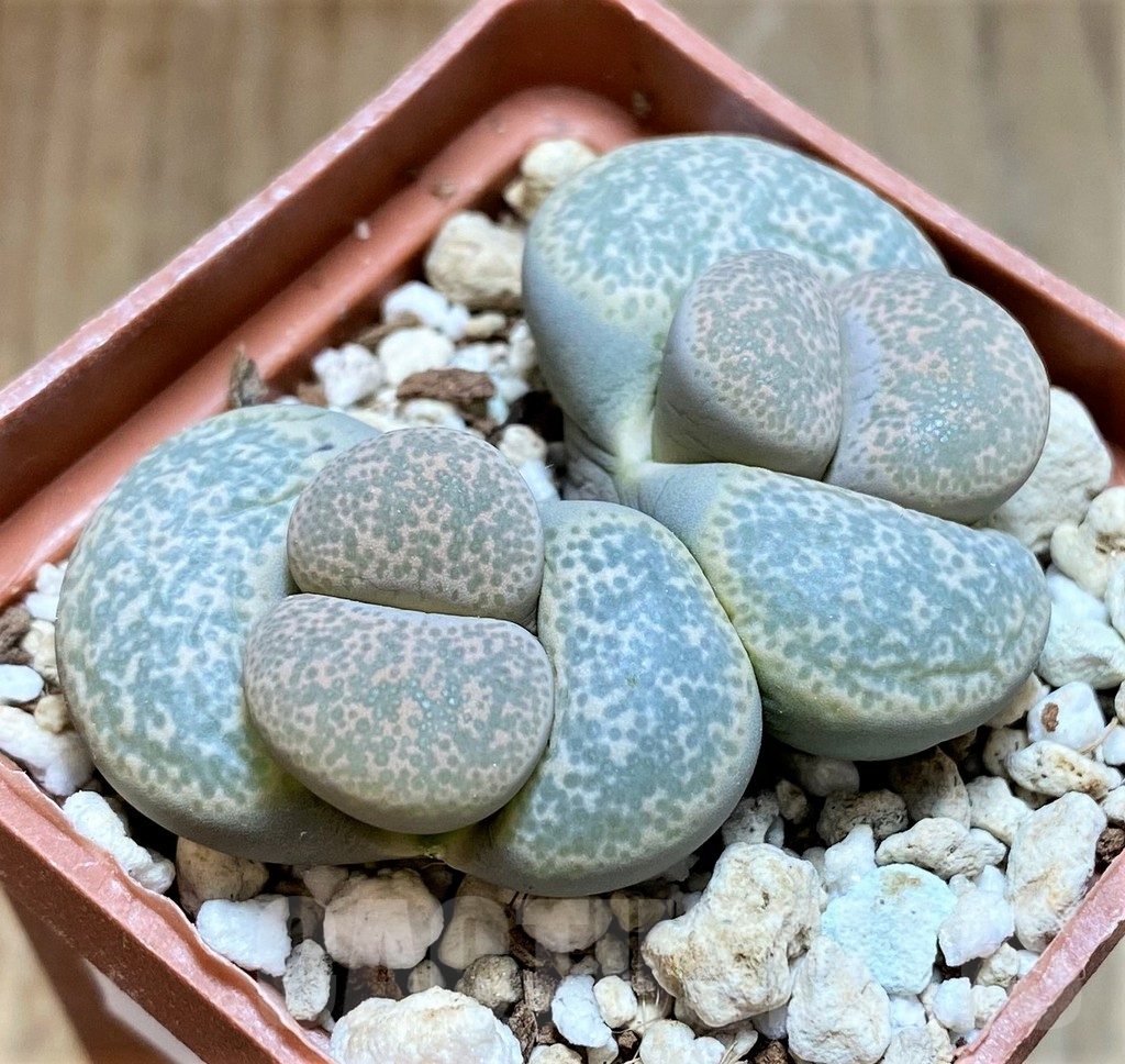 SH7719 Lithops terricolor C253