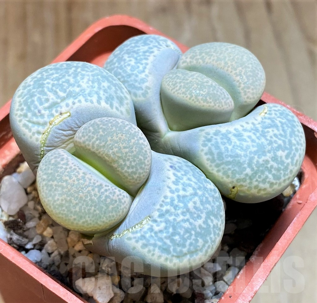 SH7720 Lithops terricolor C253