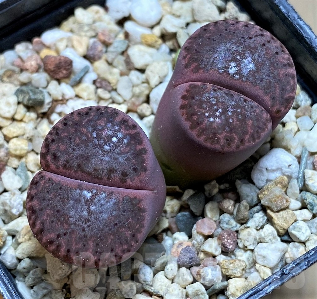 SH7723 Lithops bromfieldii 'Embers'