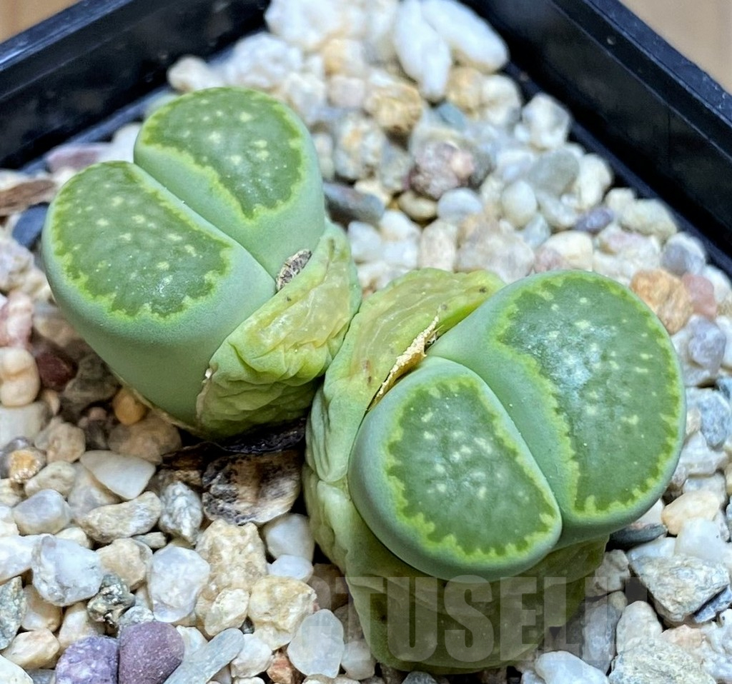 SH7726 Lithops julii 'Fuller Green'