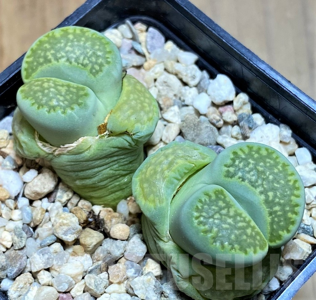 SH7727 Lithops julii 'Fuller Green'