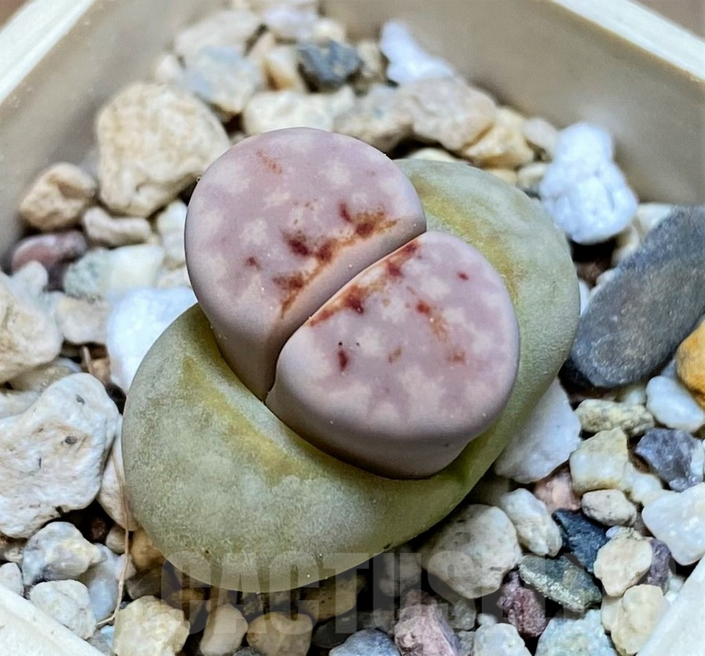 SH7732 Lithops julii 'Hot Lips'