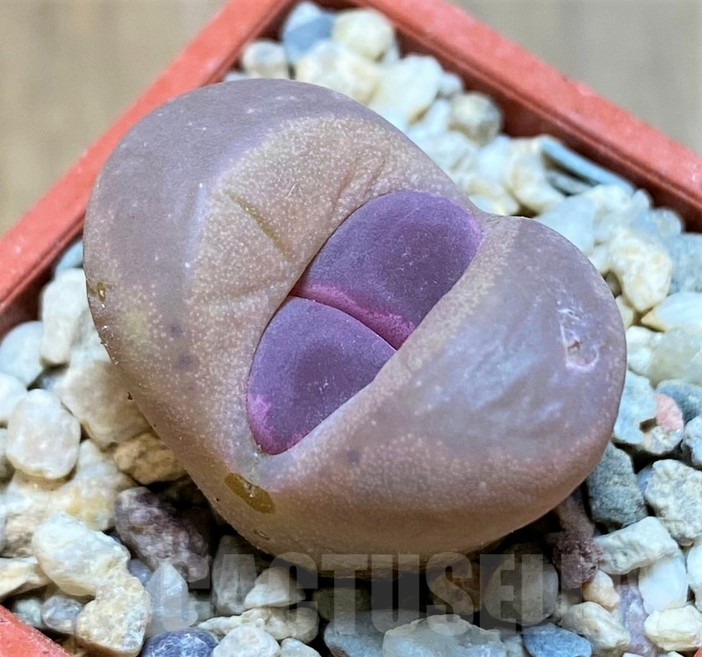 SH7734 Lithops optica 'Rubra'