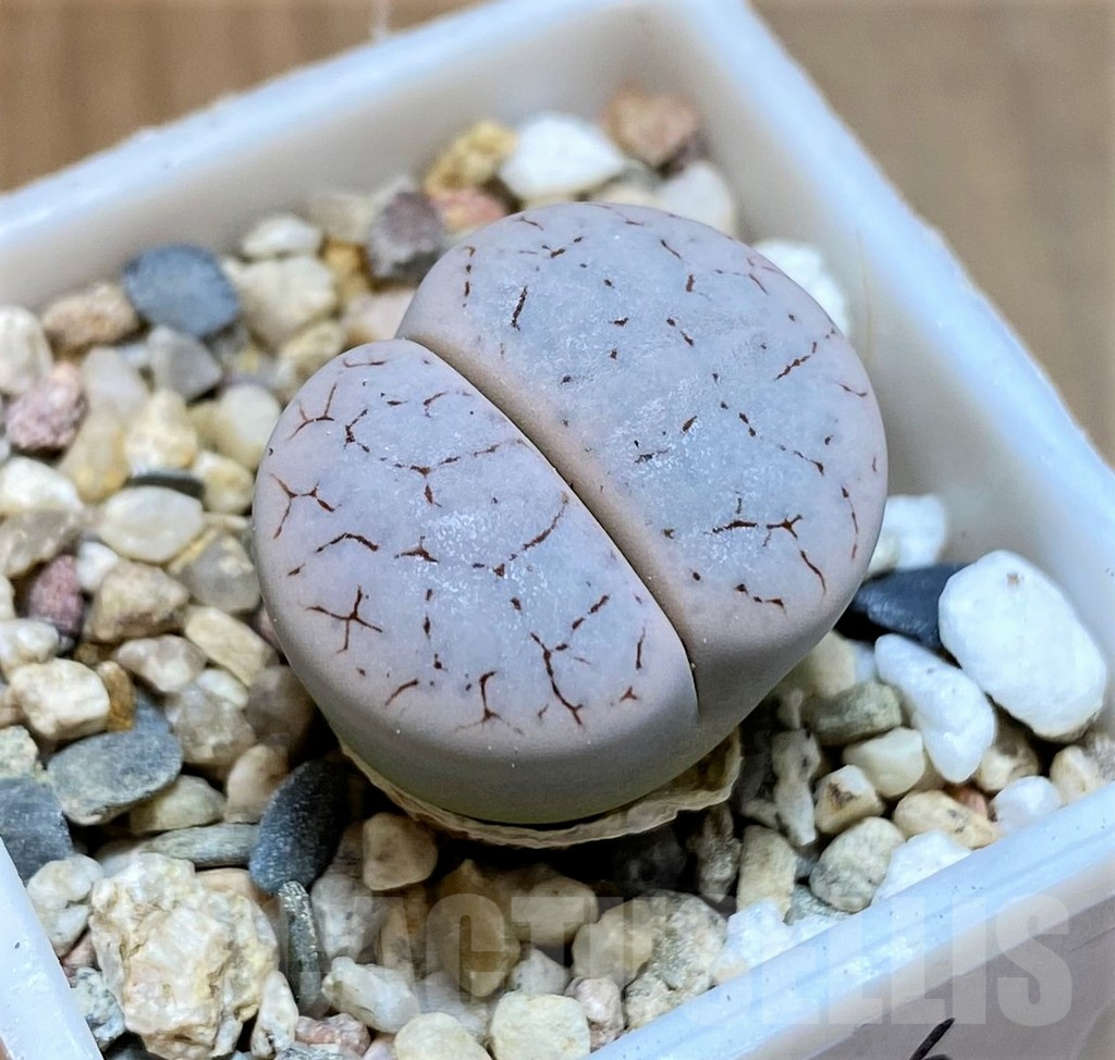 SH7736 Lithops gracilidelineata v. gracilidelineata C374