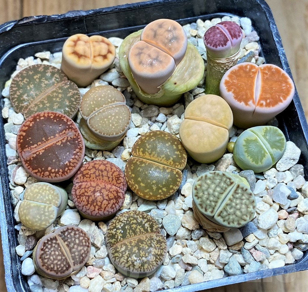 SH7746 Lithops mix