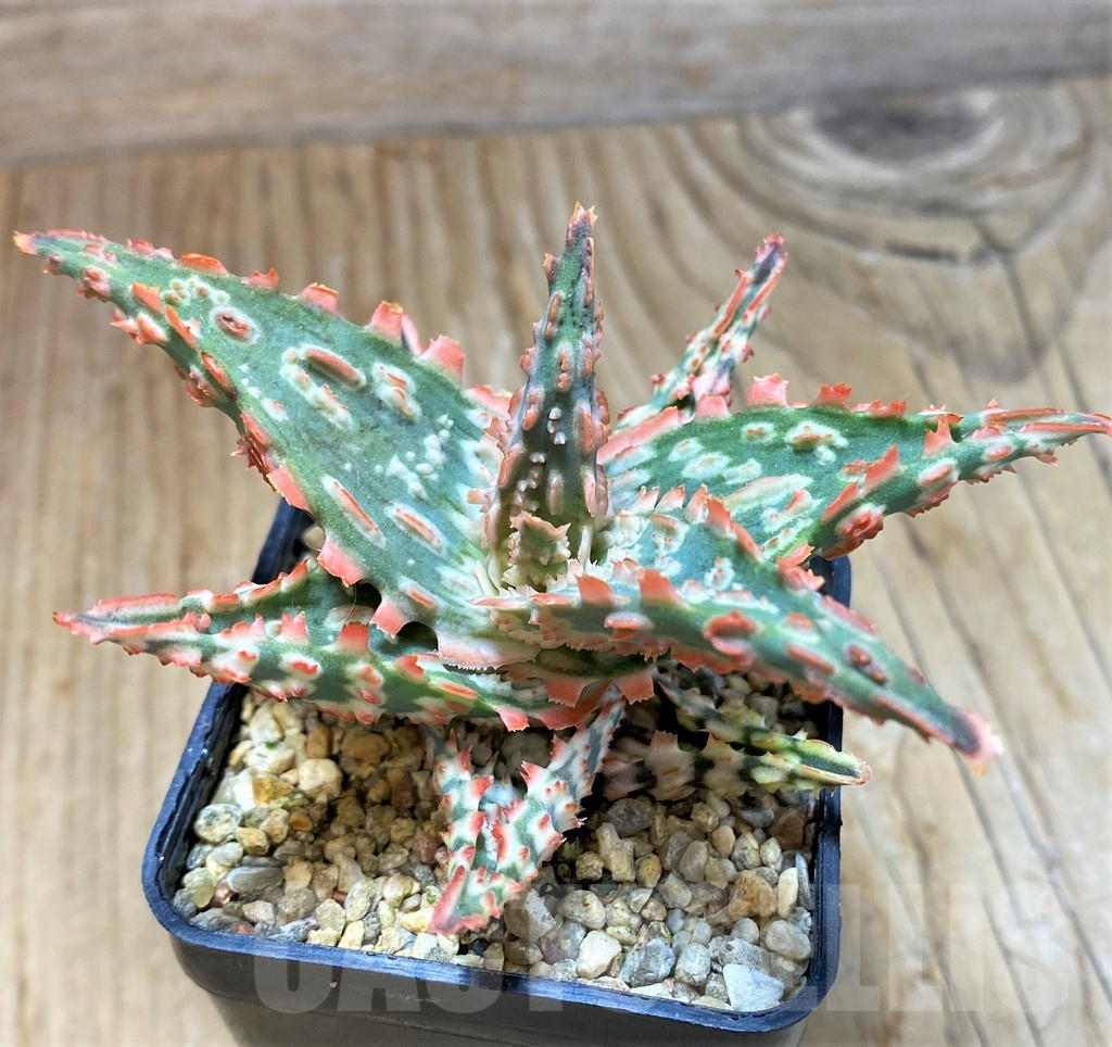 SH7687 Aloe TCT hybrid - Image 3